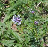 Asperula arvensis