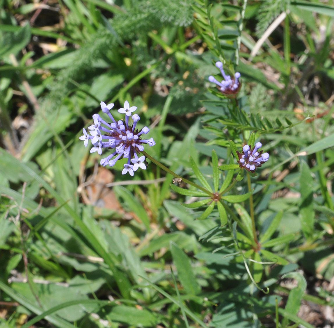 Image of Asperula arvensis specimen.