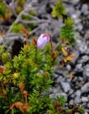 Phyllodoce caerulea. Верхушка побега с цветком. Мурманская обл., Хибины, перевал Северный Чорргор, ≈ 1000 м н.у.м., осыпающийся каменистый склон. 10.08.2018.