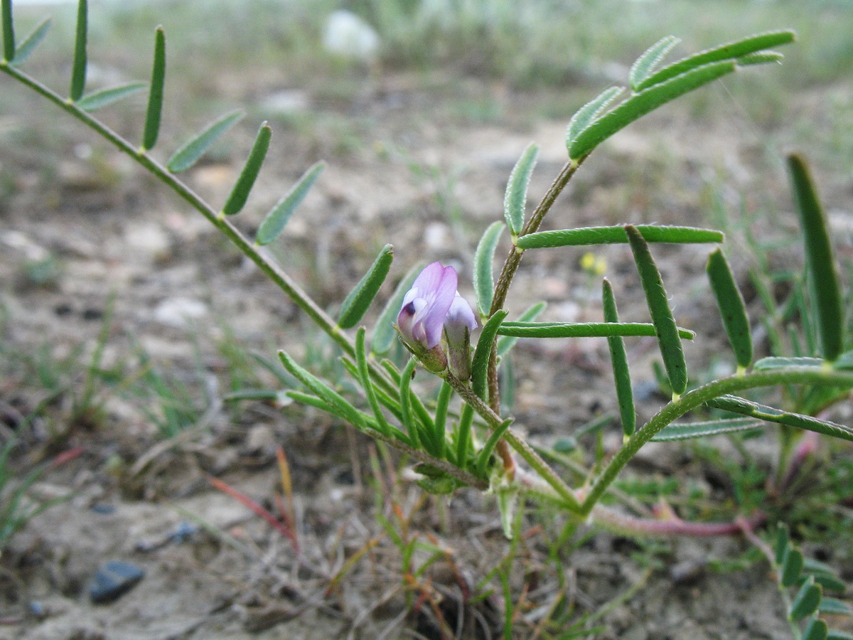 Изображение особи Astragalus uninodus.