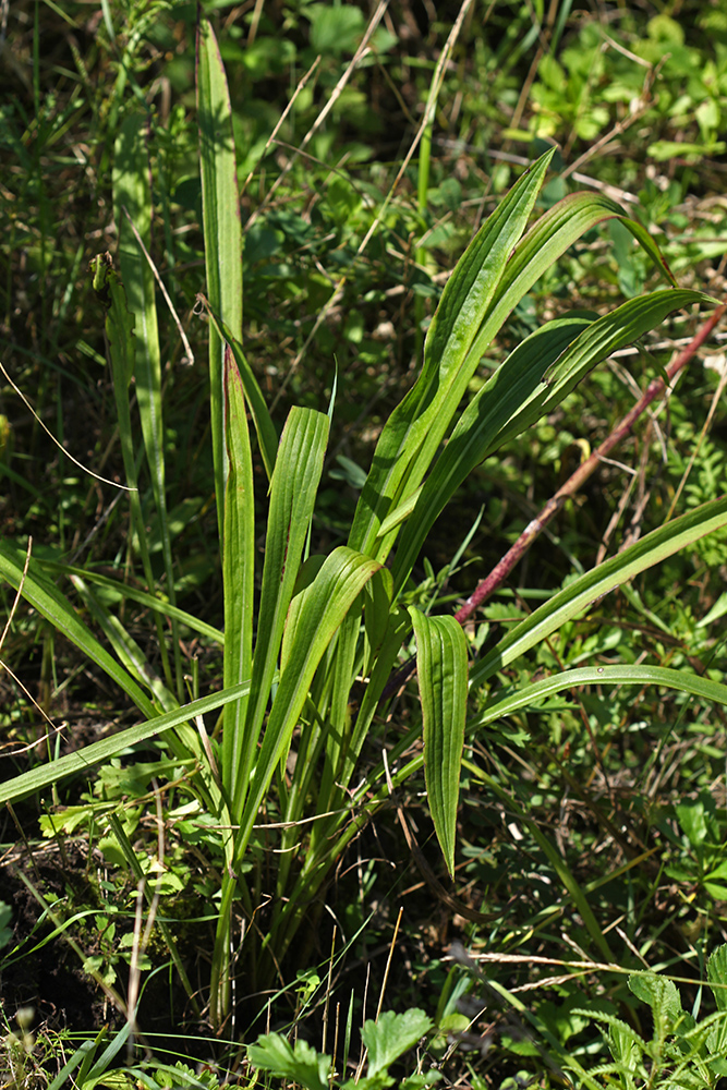 Image of Scorzonera albicaulis specimen.