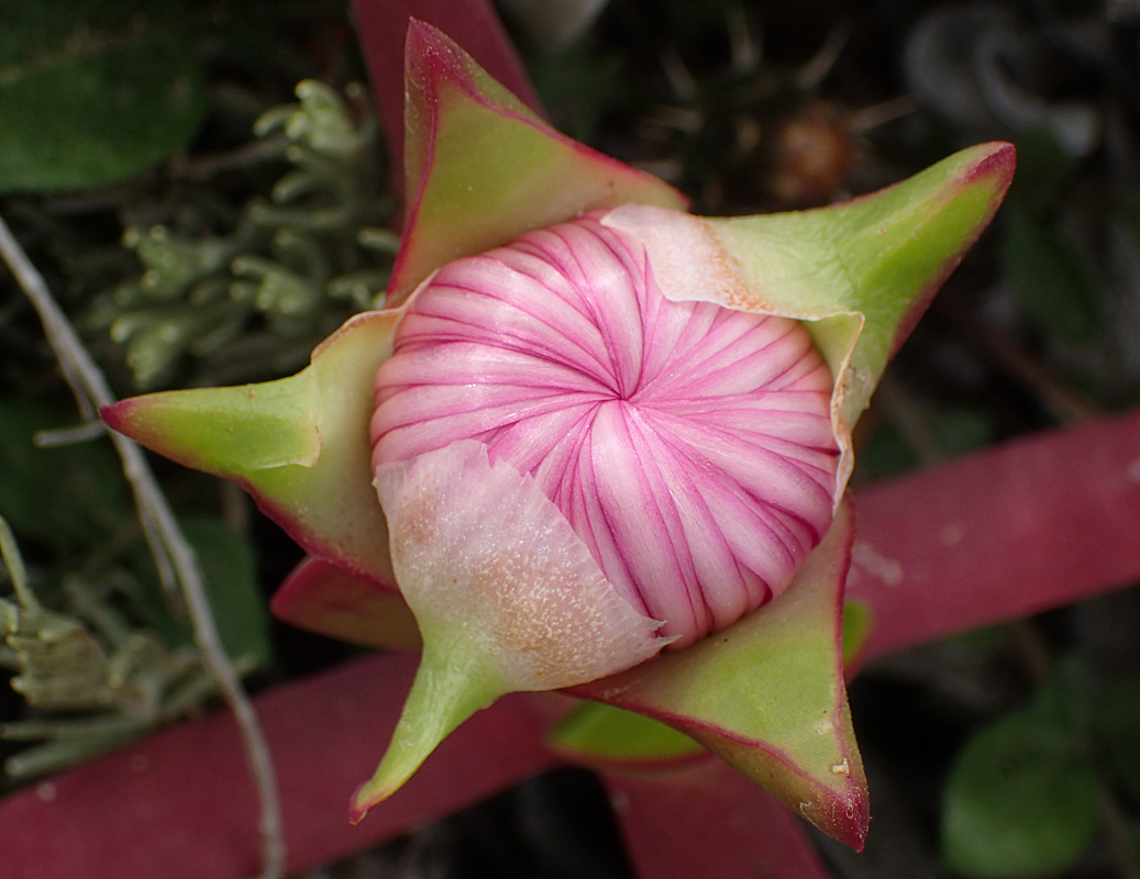 Изображение особи Carpobrotus acinaciformis.