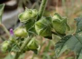 Malva multiflora