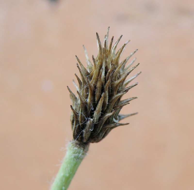 Image of Ranunculus oxyspermus specimen.