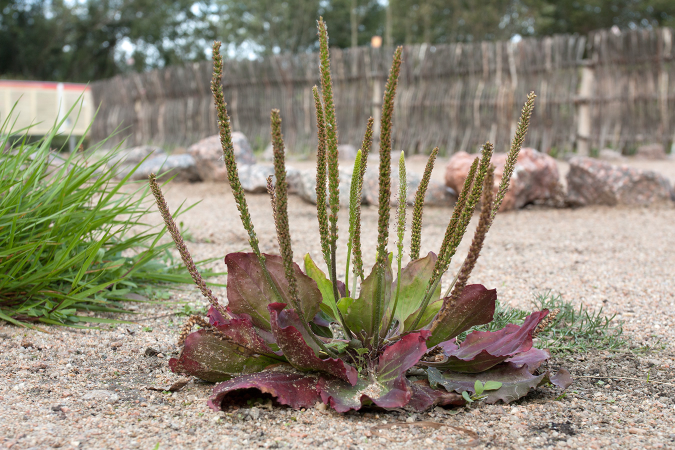 Изображение особи Plantago major.