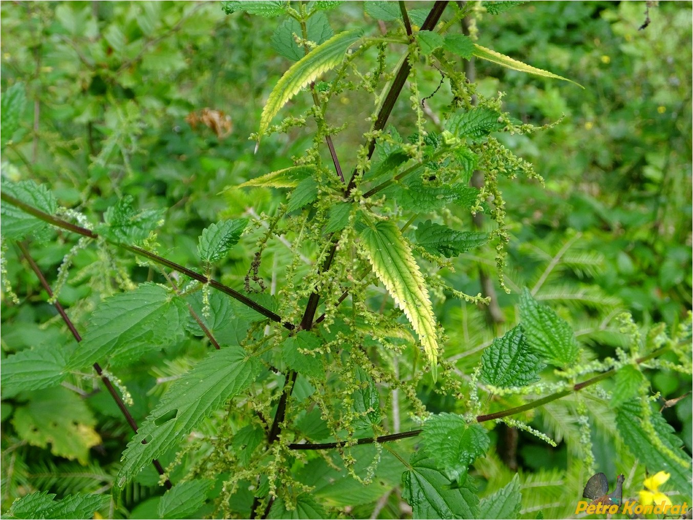 Изображение особи Urtica dioica.