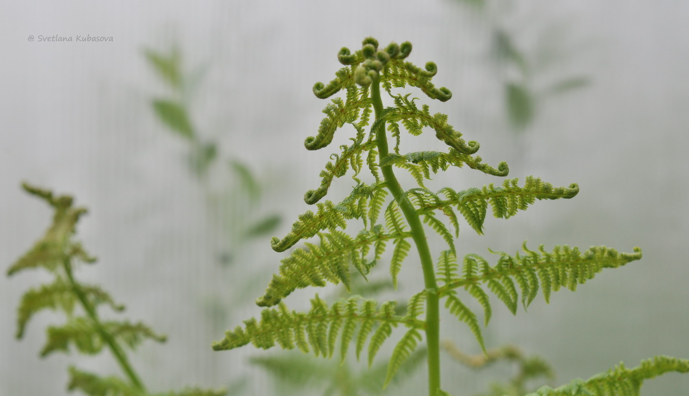 Image of Athyrium filix-femina specimen.