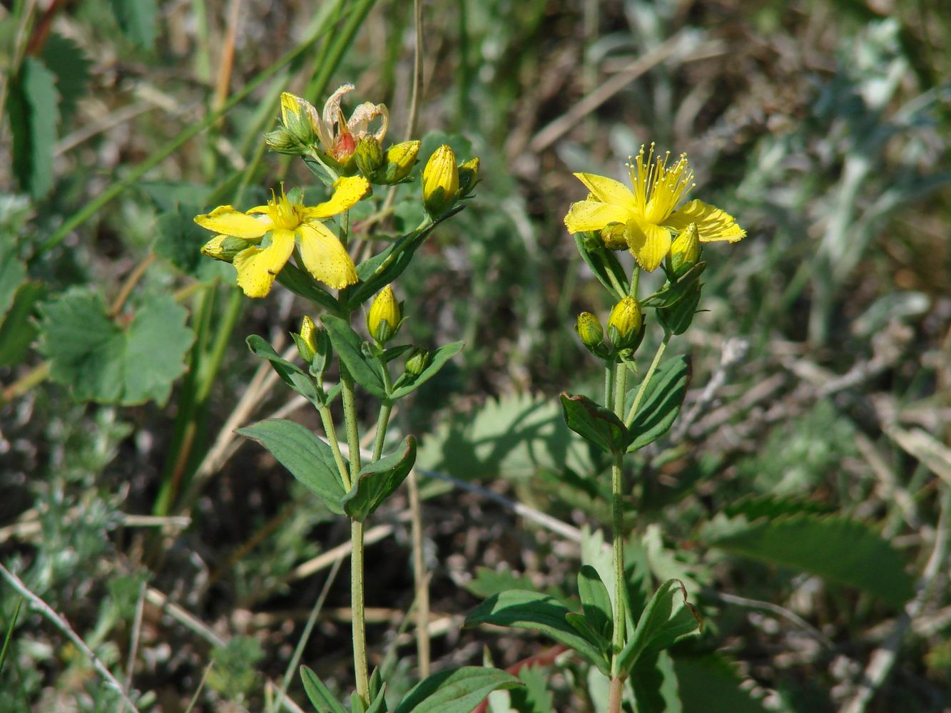 Изображение особи Hypericum attenuatum.