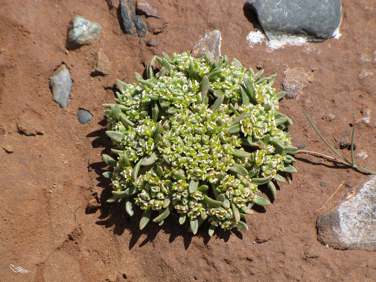 Image of Dilophia salsa specimen.