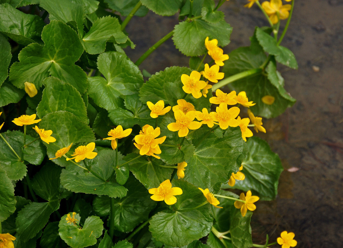 Изображение особи Caltha palustris.