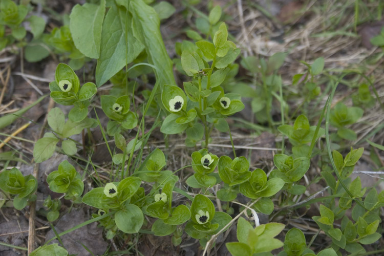 Изображение особи Chamaepericlymenum suecicum.