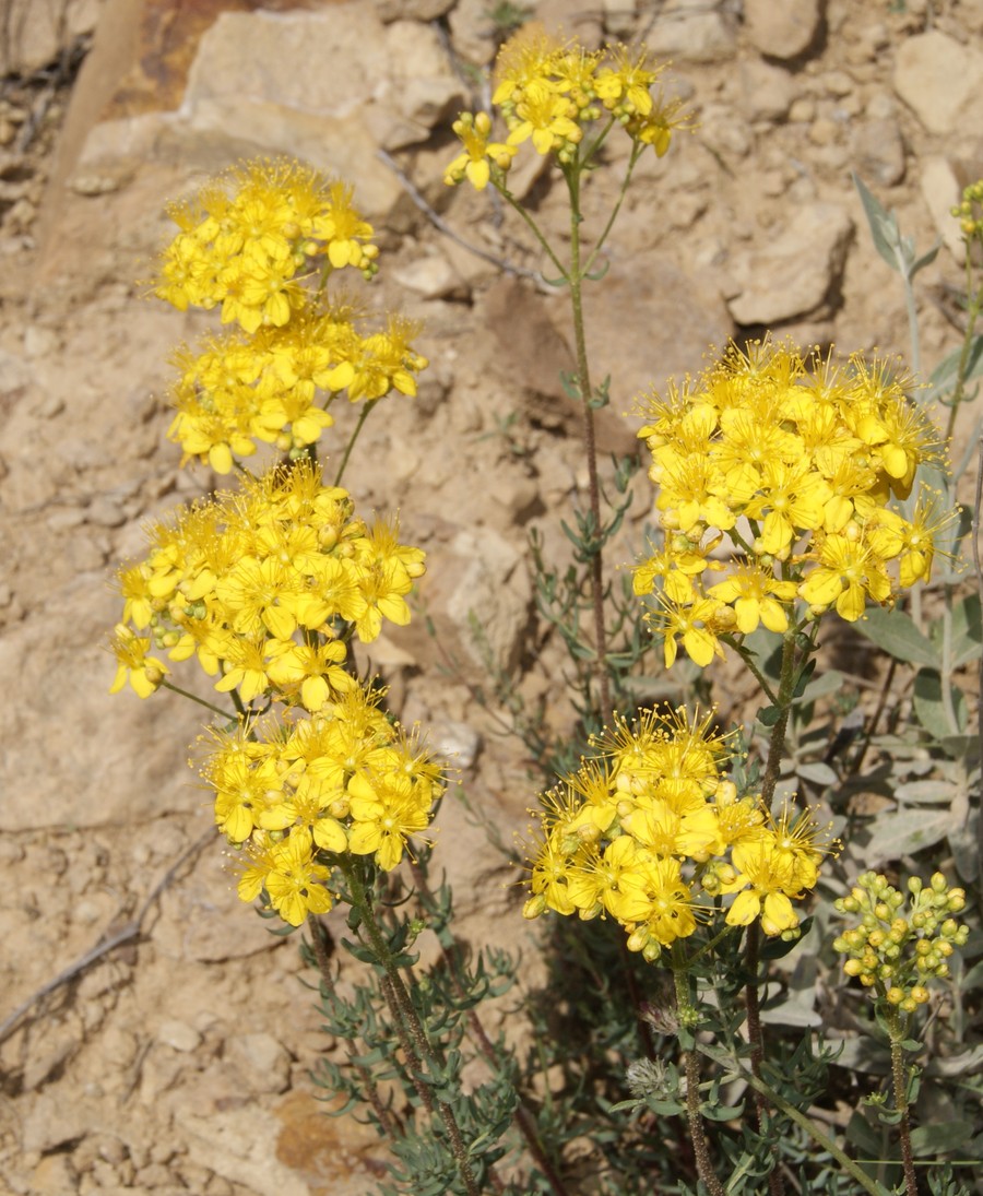 Image of Hypericum scabrum specimen.