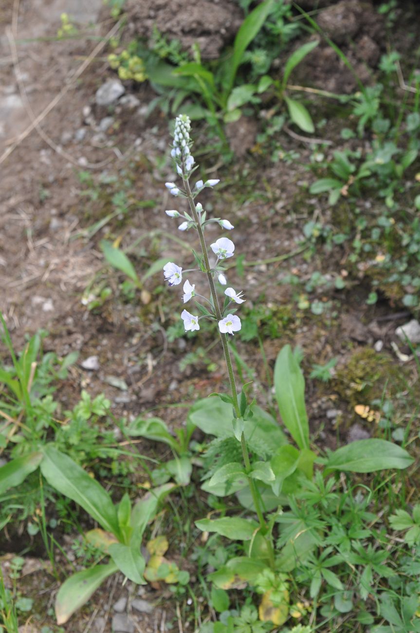 Image of Veronica gentianoides specimen.