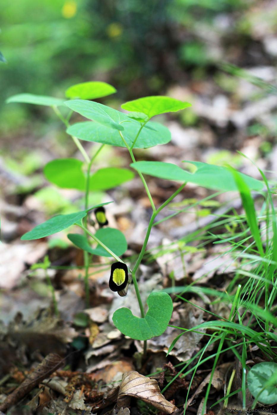 Image of Aristolochia steupii specimen.