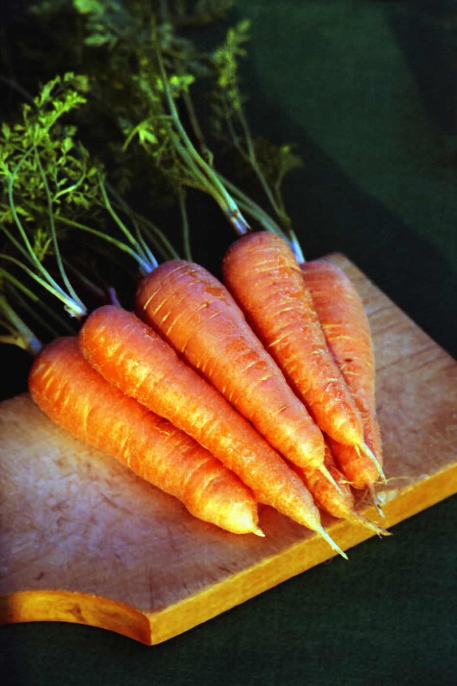Морковь дикая купить. Морковь посевная (Daucus sativus). Морковь Микуловская. Морковь Каротель. Daucus carota корнеплод.