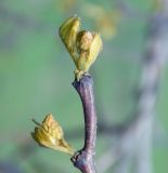 Robinia pseudoacacia