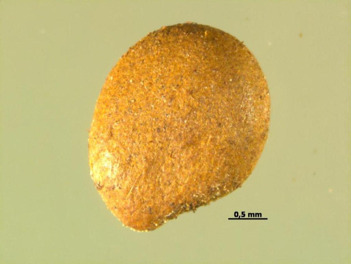 Image of Unknown species specimen.