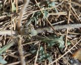genus Taraxacum