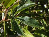 Passiflora edulis