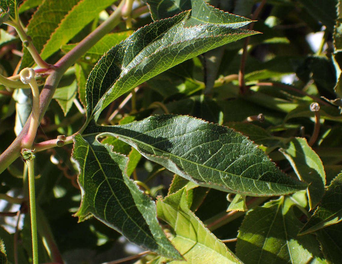 Image of Passiflora edulis specimen.