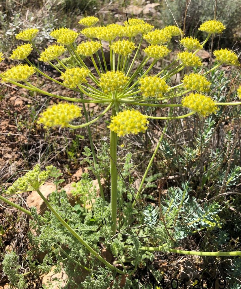 Изображение особи Zosima absinthifolia.