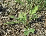 Scabiosa ochroleuca. Розетка листьев и основание сухого прошлогоднего побега перезимовавшего растения. Краснодарский край, станица Шкуринская, склон балки Сухая. 26.04.2019.