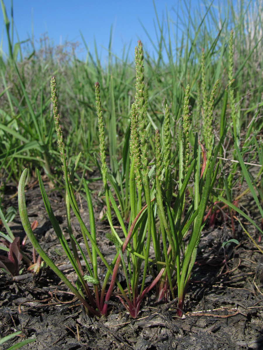 Image of Plantago tenuiflora specimen.