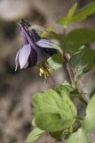 Aquilegia kamelinii. Верхушка побега с цветком. Костромская обл., Судиславский р-н, дер. Антипино, в культуре (происхождение семян - Амурский филиал Ботанического сада-института ДВО РАН). 16.05.2019.