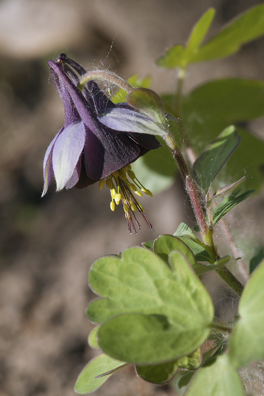 Изображение особи Aquilegia kamelinii.