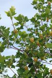 Liriodendron tulipifera