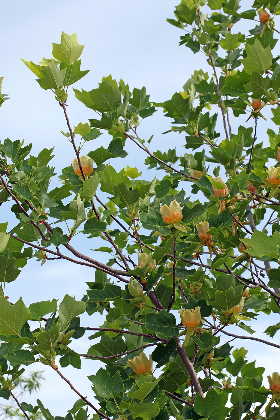 Image of Liriodendron tulipifera specimen.