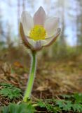 Pulsatilla vernalis. Цветущее растение. Республика Карелия, Лахденпохский р-н, севернее пос. Ихала, хвойное мелколесье на каменистом склоне. 11.05.2019.