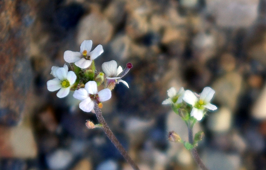 Изображение особи Braya humilis.