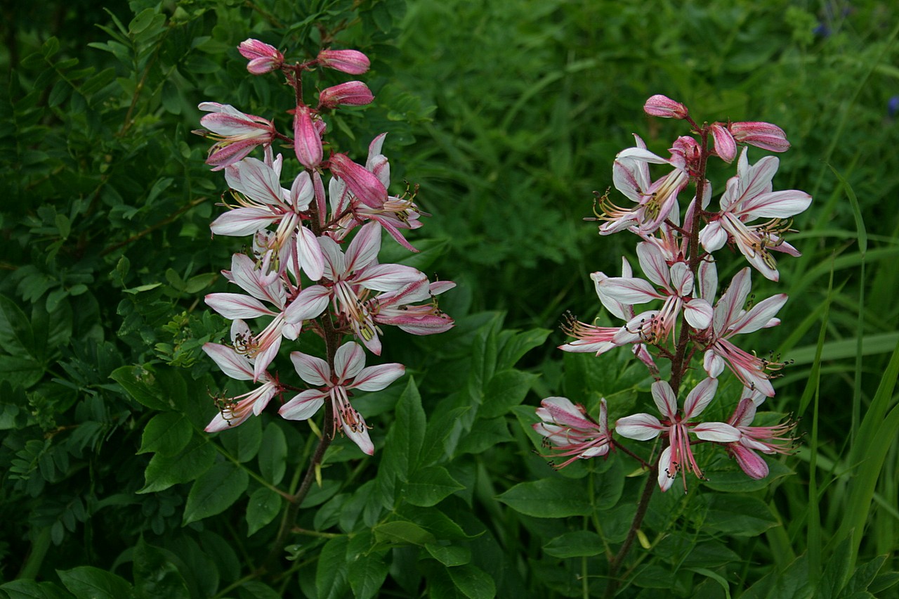 Изображение особи Dictamnus angustifolius.