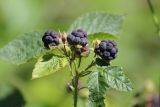 Rubus caesius. Ветвь с плодами. Казахстан, Жамбылская обл., Жуалынский р-н, Малый Каратау, ущелье Беркара, под пологом тугайного леса. 6 июля 2019 г.