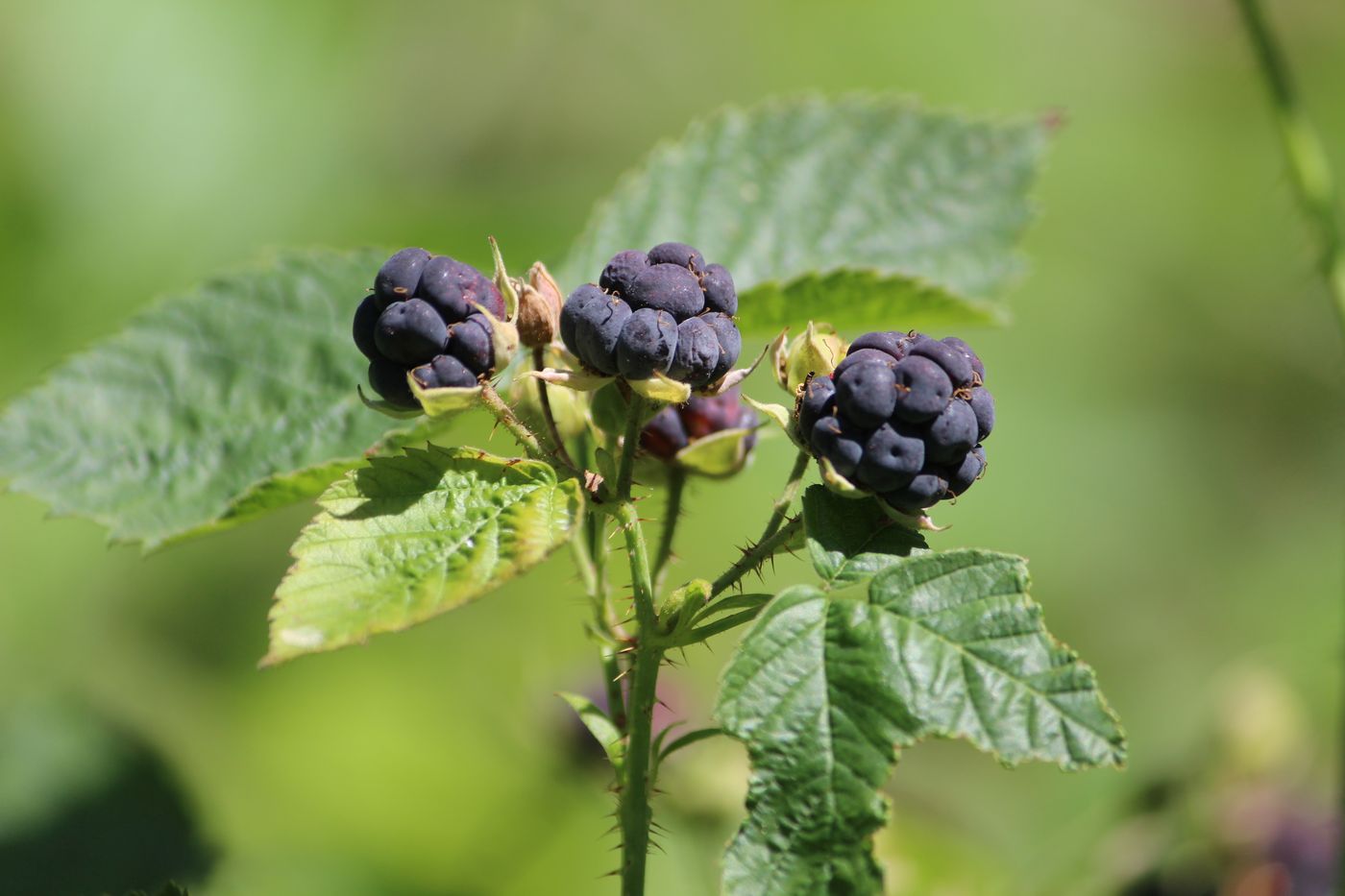 Изображение особи Rubus caesius.