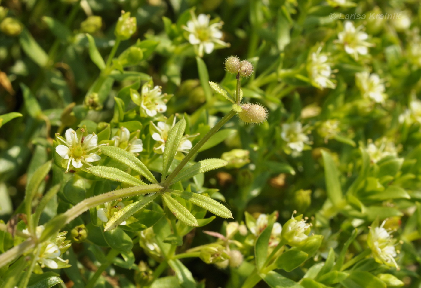 Image of Galium vaillantii specimen.