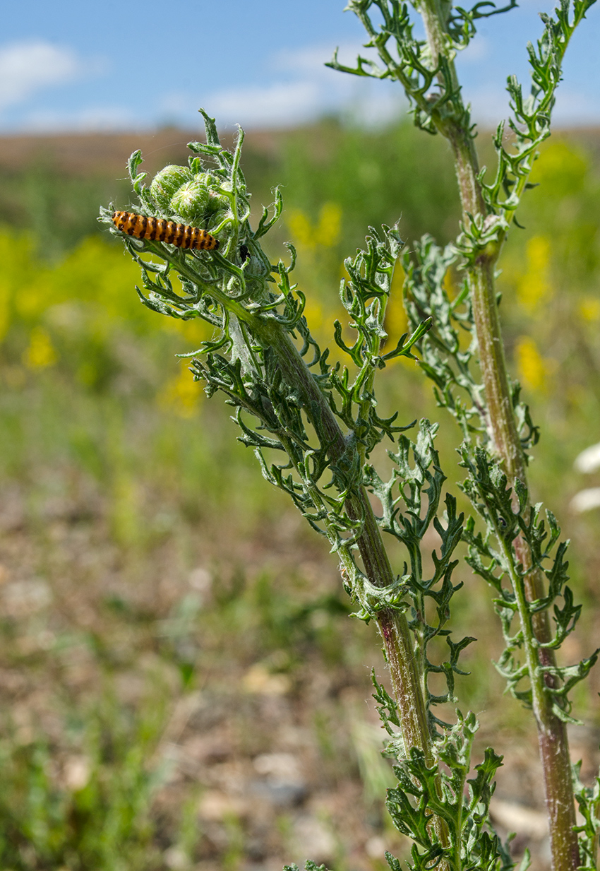 Изображение особи Senecio jacobaea.