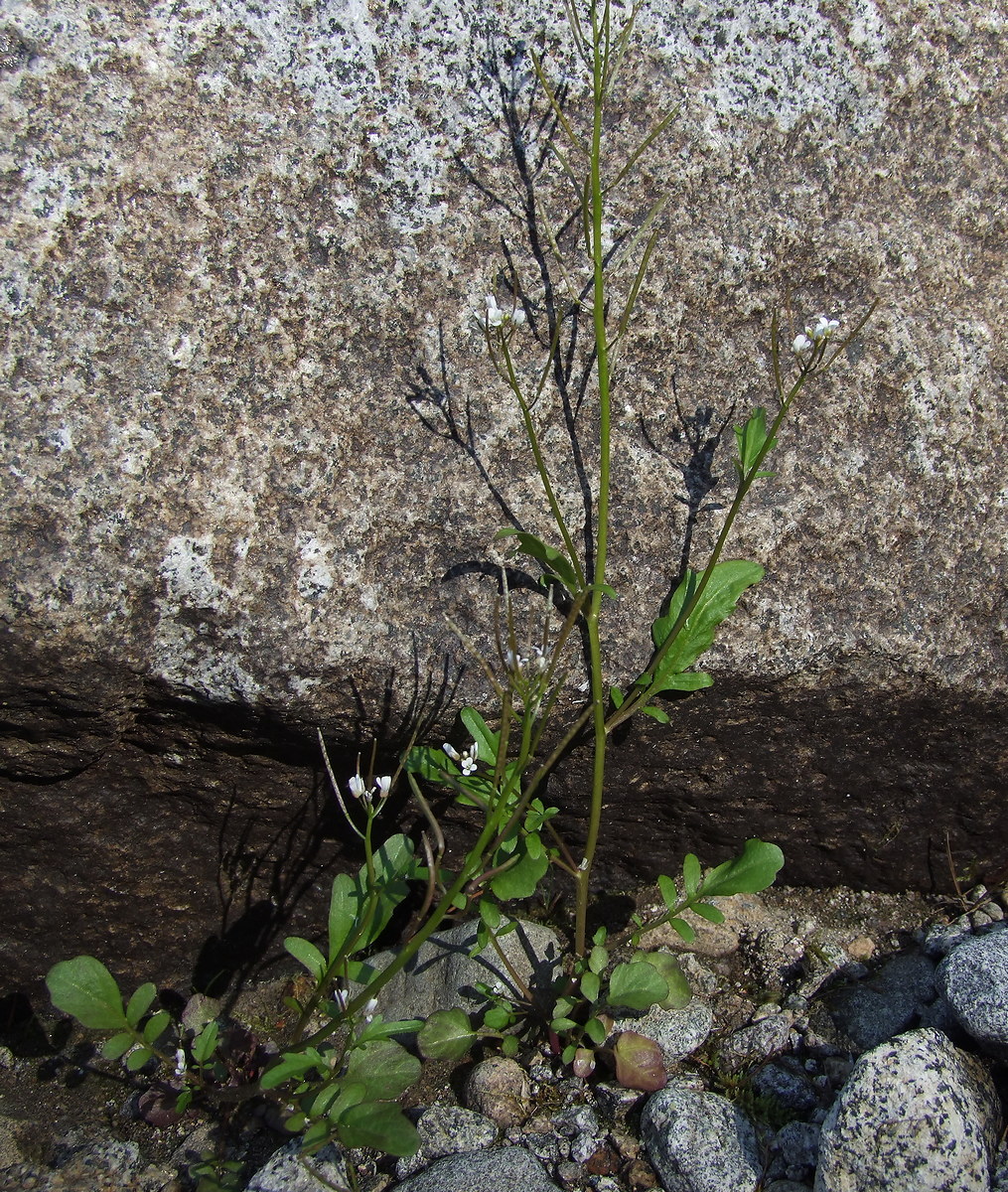 Изображение особи Cardamine regeliana.