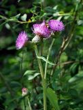 Cirsium heterophyllum