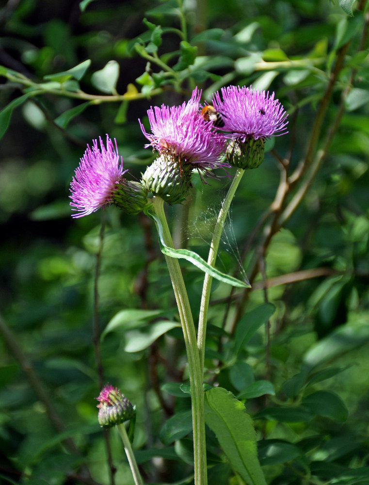 Изображение особи Cirsium heterophyllum.