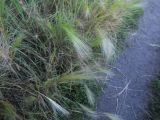 Hordeum jubatum