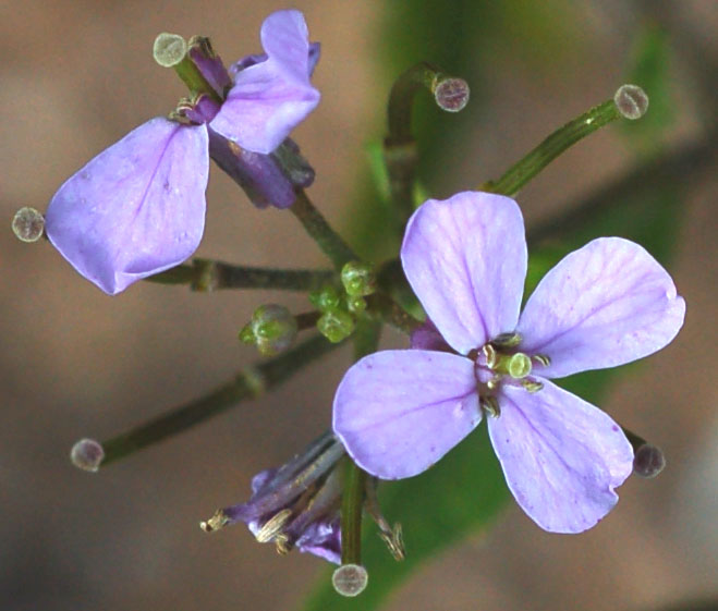 Изображение особи Dontostemon dentatus.