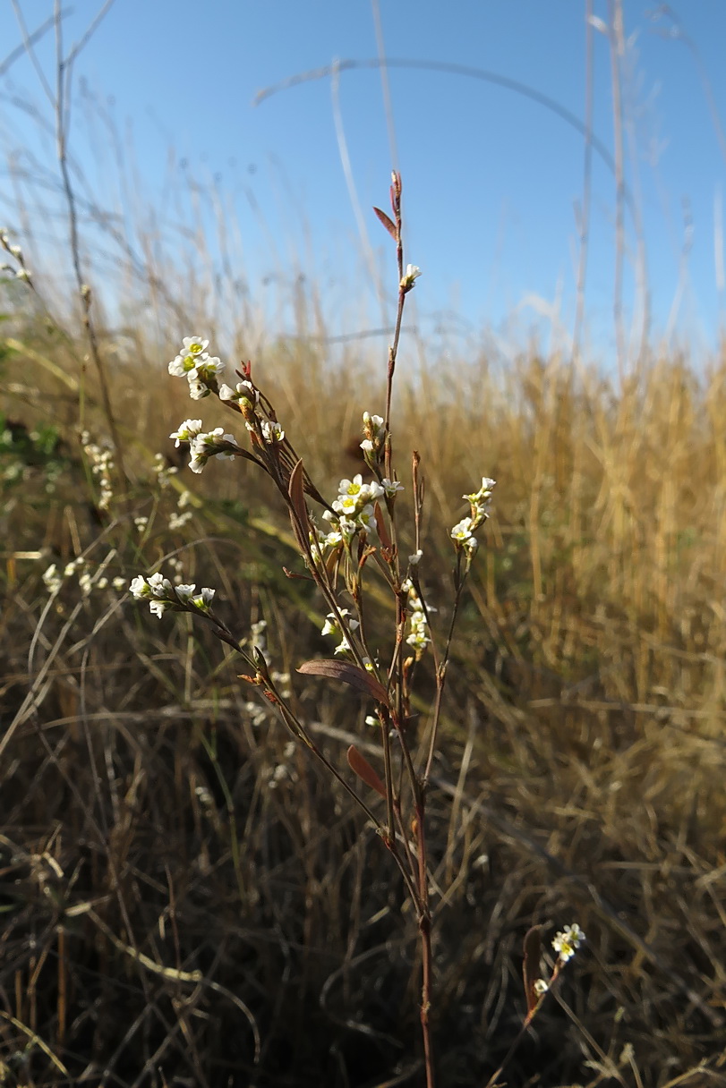 Изображение особи Polygonum pseudoarenarium.