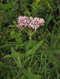 Eupatorium lindleyanum. Верхушка цветущего растения. Приморский край, Хасанский р-н, окр. с. Витязь, луг. 13 сентября 2019 г.