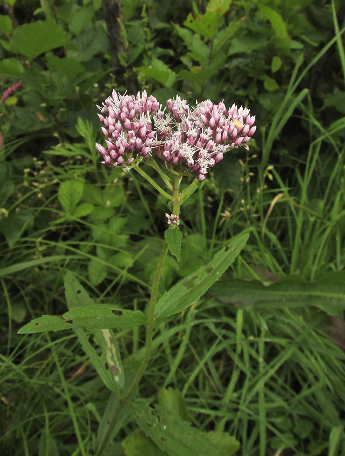 Image of Eupatorium lindleyanum specimen.