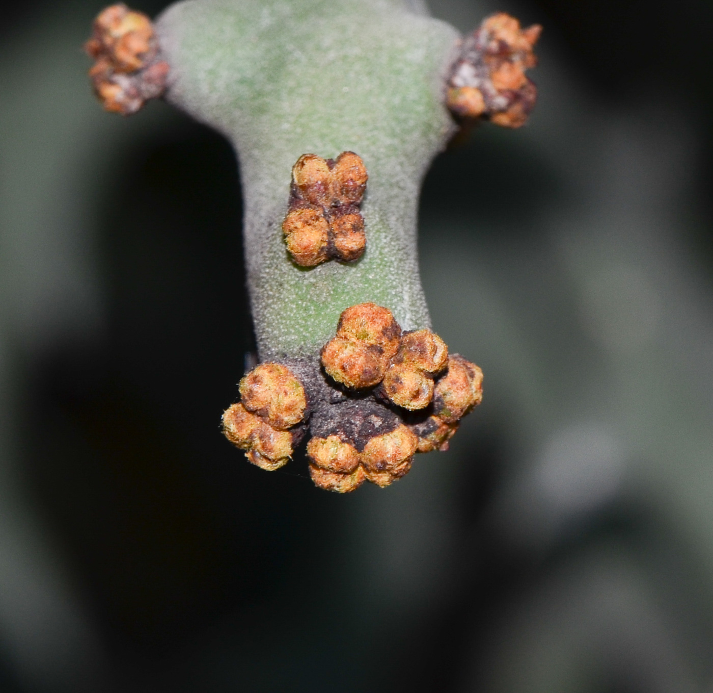 Изображение особи Euphorbia stenoclada.