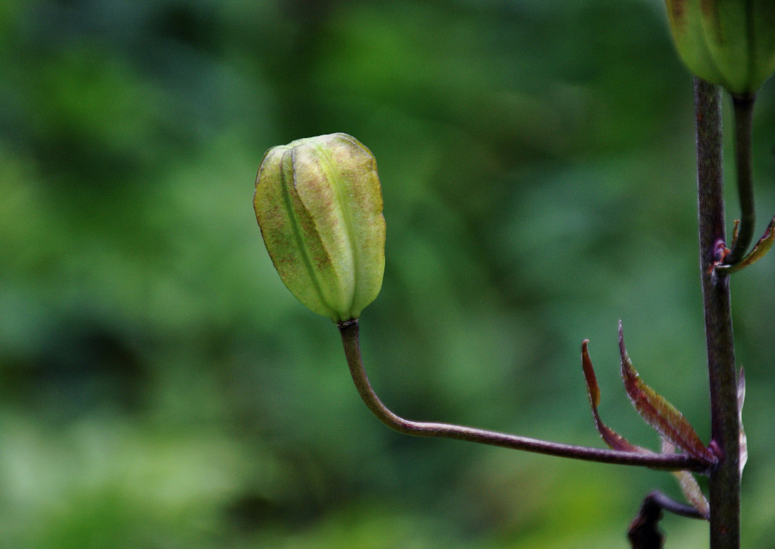 Image of Lilium pilosiusculum specimen.