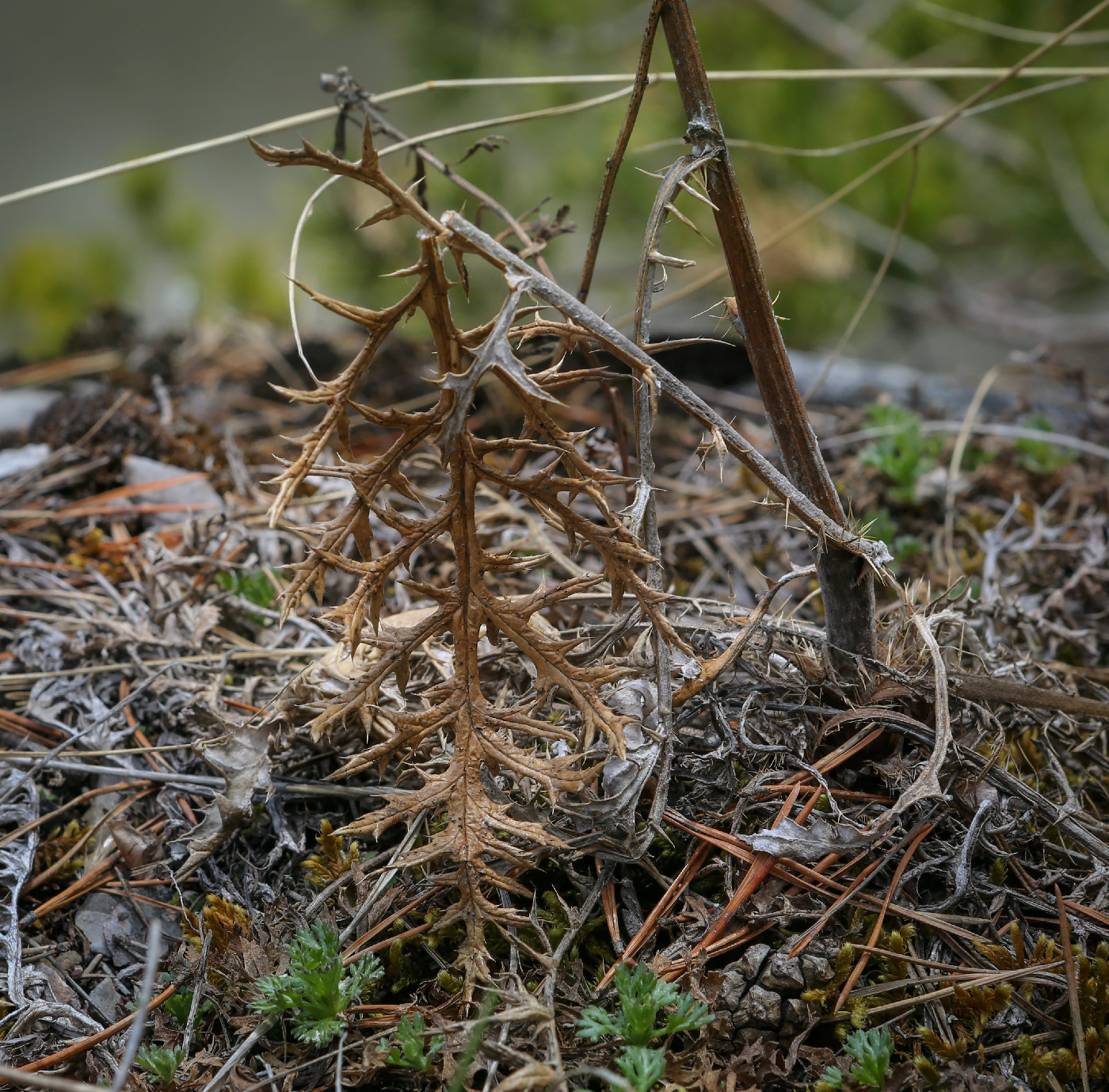 Image of Echinops ruthenicus specimen.
