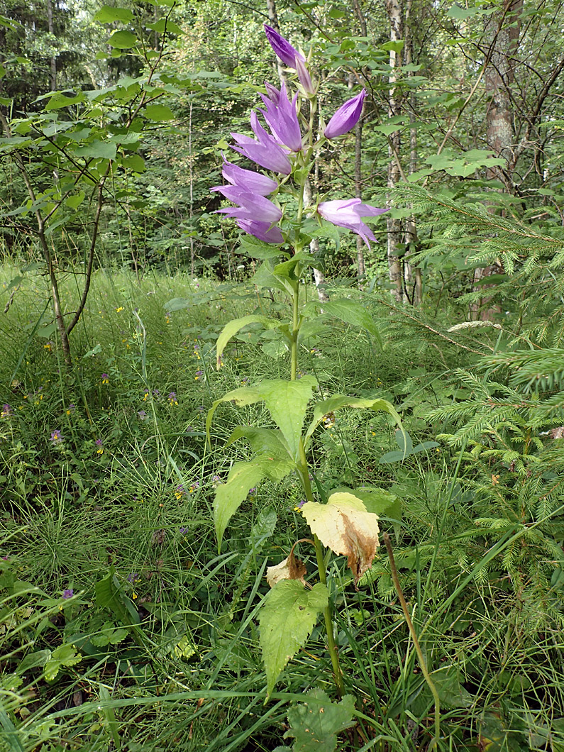 Image of Campanula latifolia specimen.